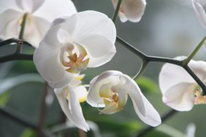 orchid-flower-blossom-bloom-87016