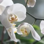 orchid-flower-blossom-bloom-87016